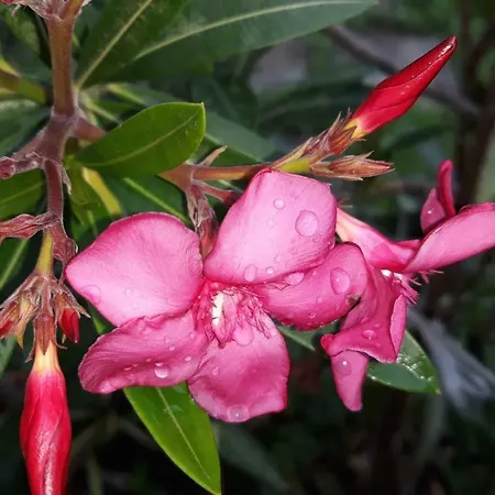 орион Гостевой дом